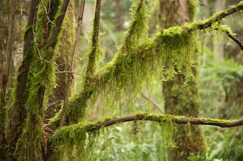 Moss in long leafy tendrils