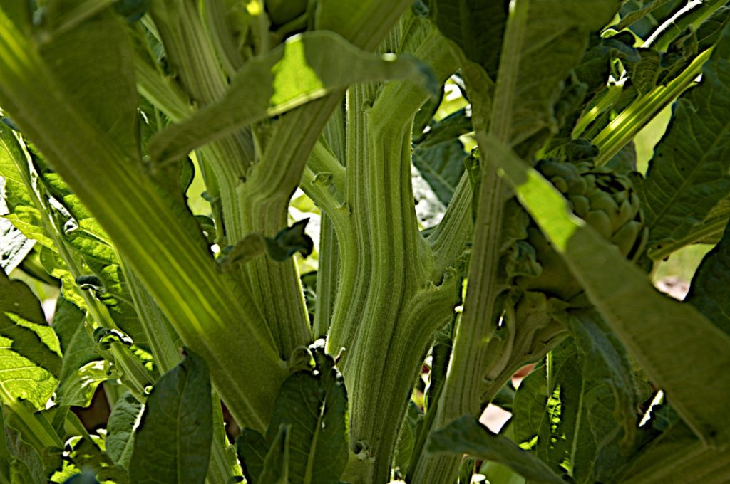 Ribbed stalks shaded by the leaves