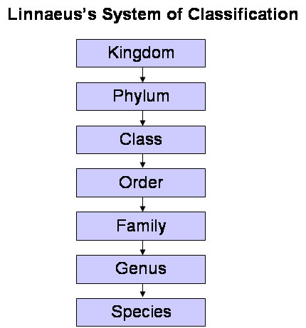 Carl Linnaeus system would be developed during the 1700's