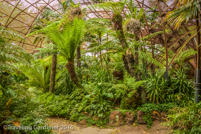 Collection of ferns & palms