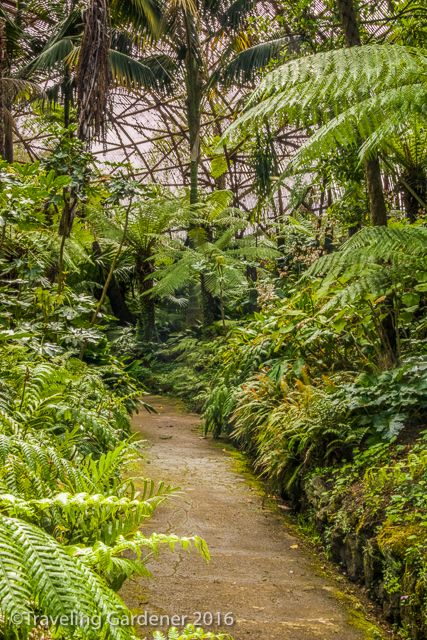 Pathway through the Fernery