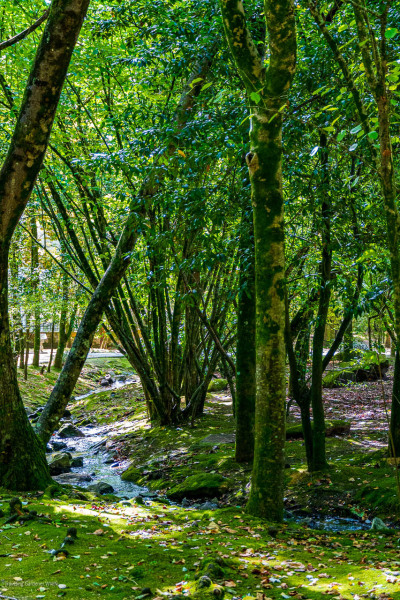 20251001Guernica5282