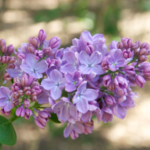 Lilacs in Southern California
