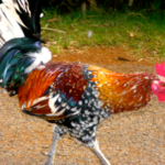 Chickens in Kauai