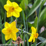 Daffodils, Jonquils, Narcissus, Oh My!