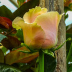 Roses of Ecuador