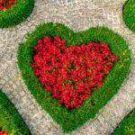 Garden of Hearts