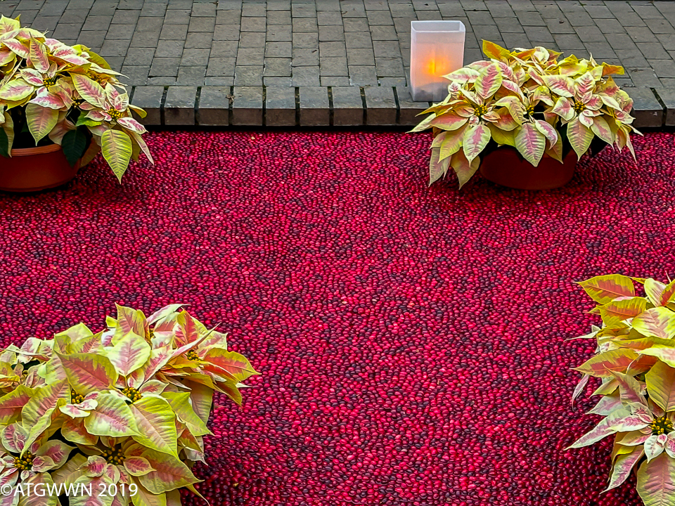 cranberries-bog-pool-pink-poinsettias 