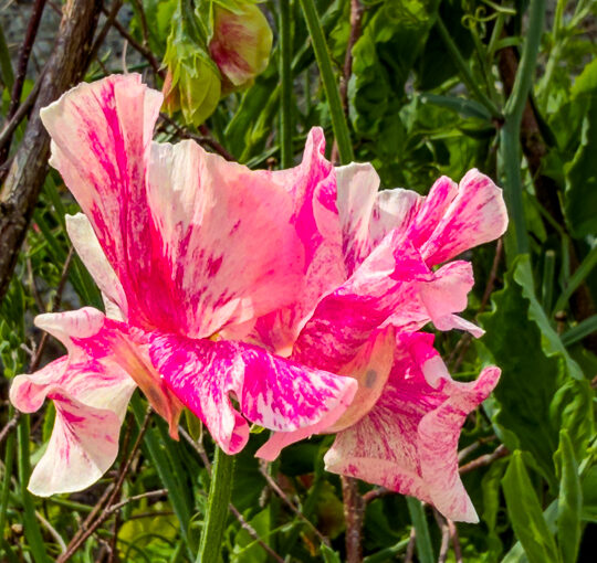 An Artist’s Legacy Creates Art in A Garden