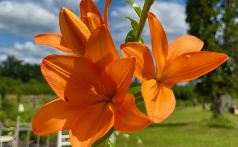 In Latvian, Laipni lugti “You are Welcome”