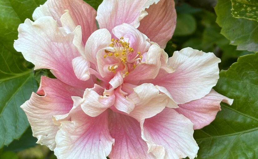 Spring Fever in My Garden