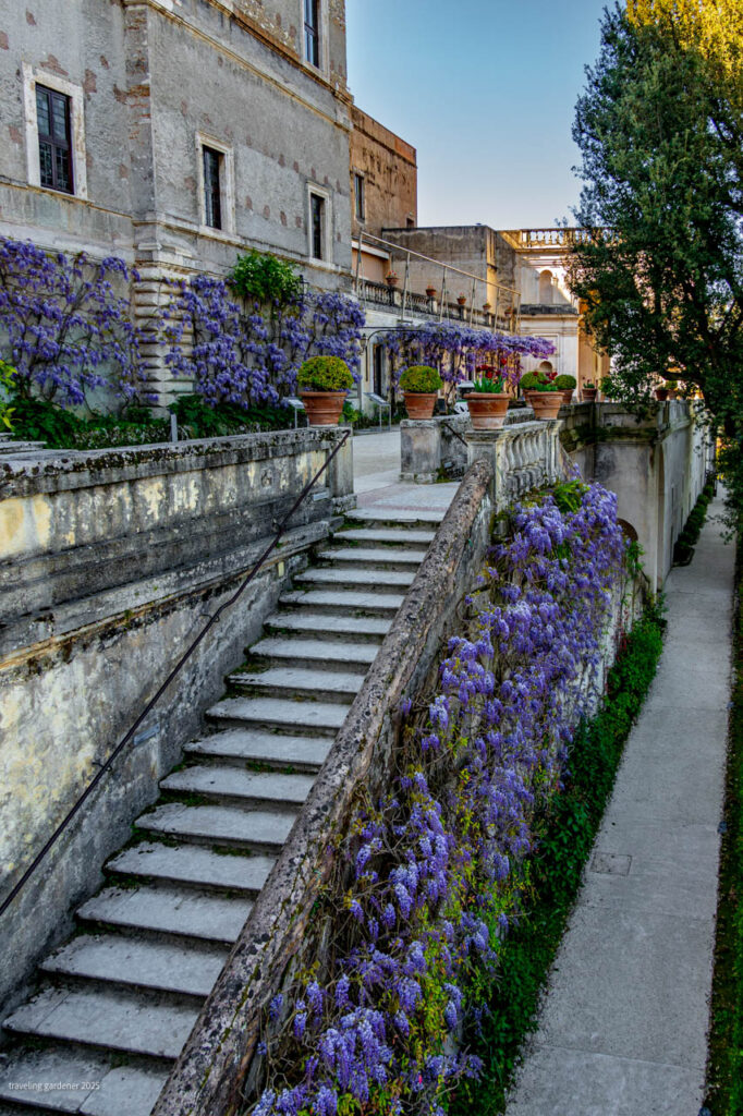 Stone staircase beside a weathered building, with a purple wisteria wall and terracotta pots on the terrace.