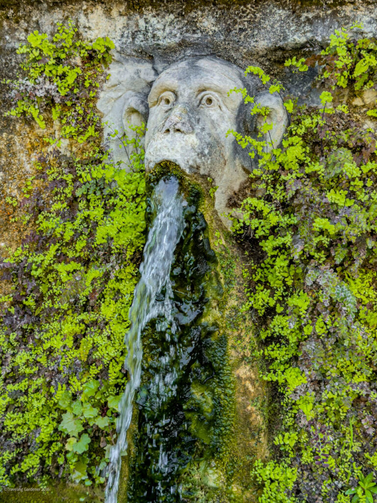 Stone fountain head in the shape of a face with water flowing from its mouth, surrounded by moss and green plants on a rock wall.