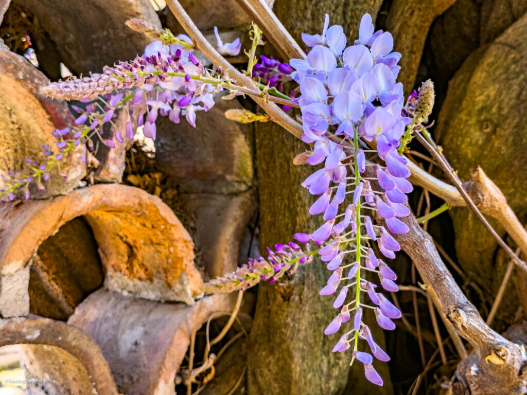 Purple wisteria blossoms drape over a rustic stone wall and dried branches.
