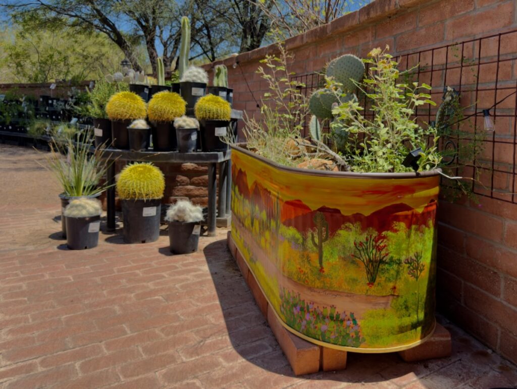 Outdoor display of yellow barrel cacti in black pots, with a painted desert-scene planter along a brick wall.