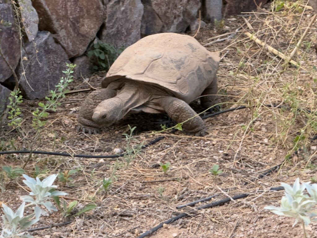 Large tortoise crawling on dry ground beside a stone wall, its shell dusty and worn.
