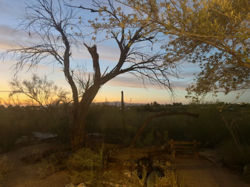 Desert garden at sunset with a large, bare tree, shrubs, rocks, and a wooden bench in the foreground under a colorful sky.