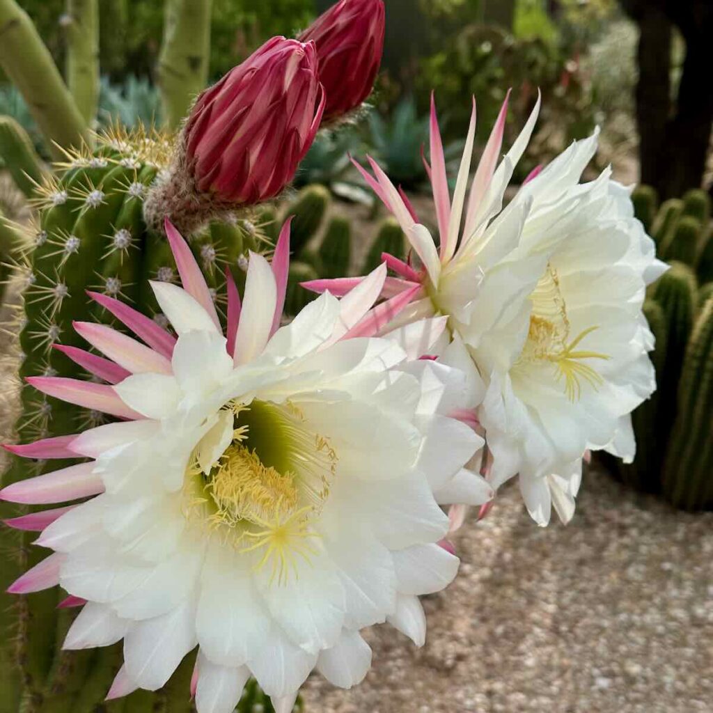 Close-up of a cactus in bloom with large white petals and pink-tinged tips, yellow centers, on a spiny green pad in a garden setting.