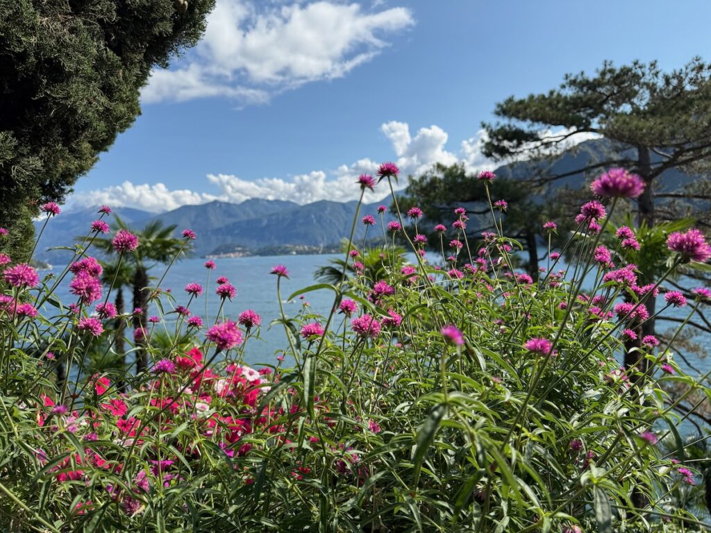 Bright pink globe thistle flowers in the foreground with a blue lake, pine trees, and distant mountains under a sunny sky.